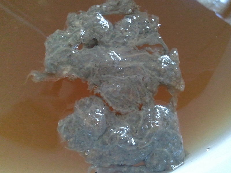 File:Kombucha 12092010.jpg