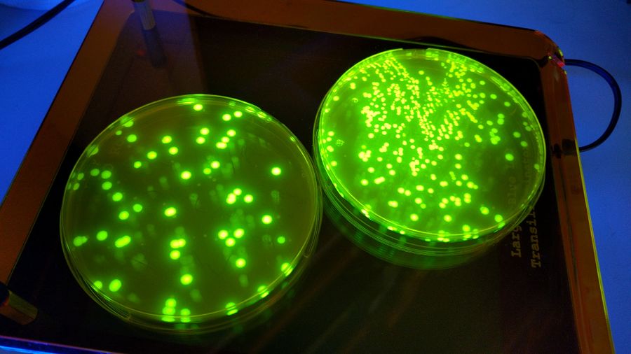 fluorescent petri dish