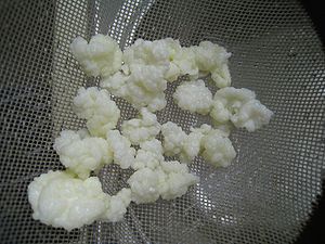 Kefir grains in strainer.jpg